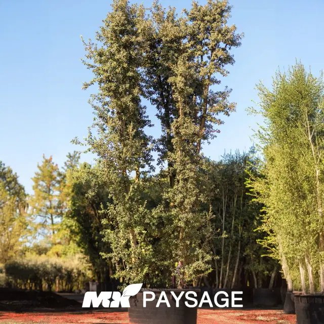 Quercus ilex - Spécimen (Chêne vert)