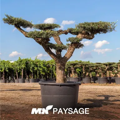 Olea Europaea - Artistique - Thumbnail 1
