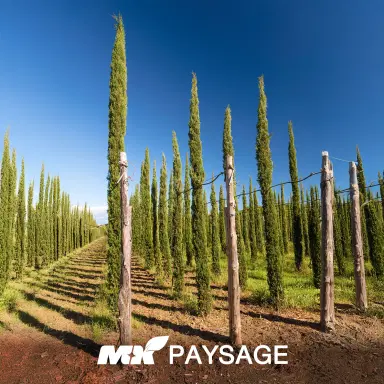 Cupressocyparis leylandii (Cyprès de Leyland) - Thumbnail 1