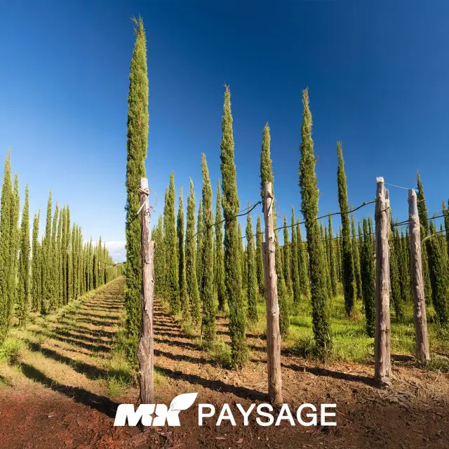 Cupressocyparis leylandii (Cyprès de Leyland)