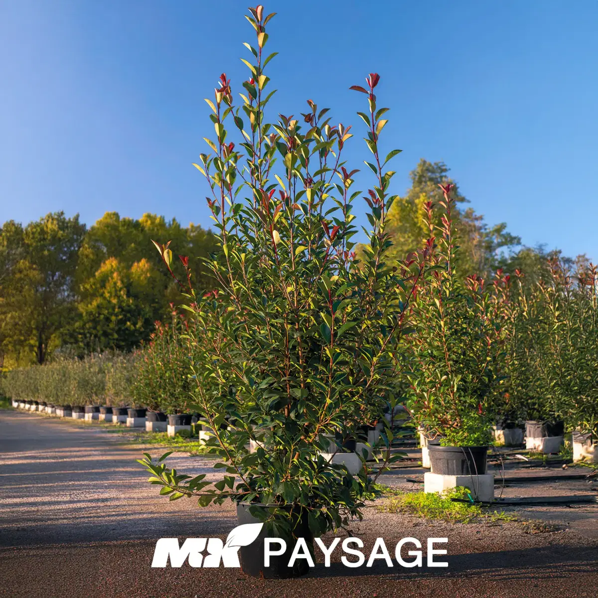 Photinia fraseri 'Red Robin' - Image 1