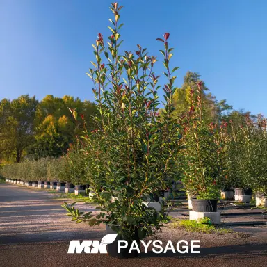 Photinia fraseri 'Red Robin' - Thumbnail 1
