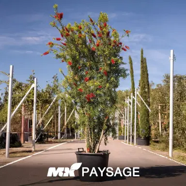 Callistemon (Rince-bouteille) - Thumbnail 1